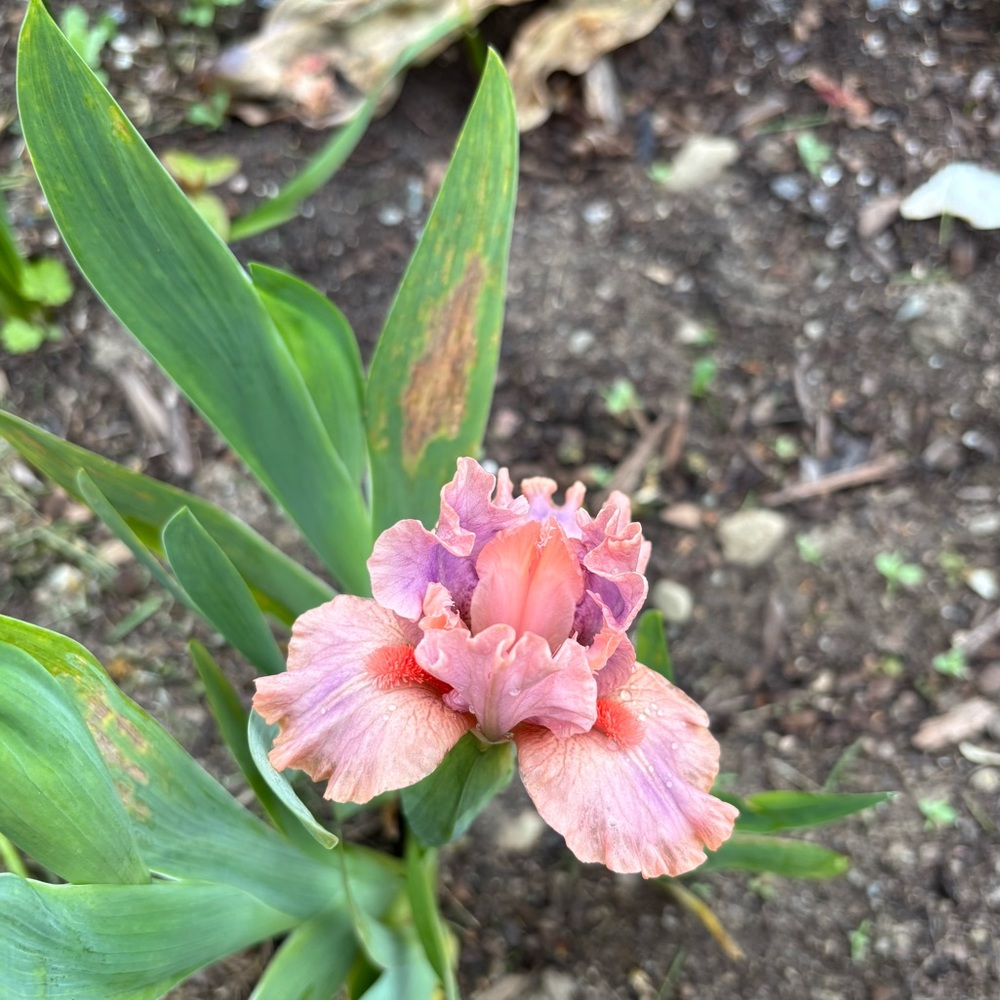 Meet your Posher, Carly